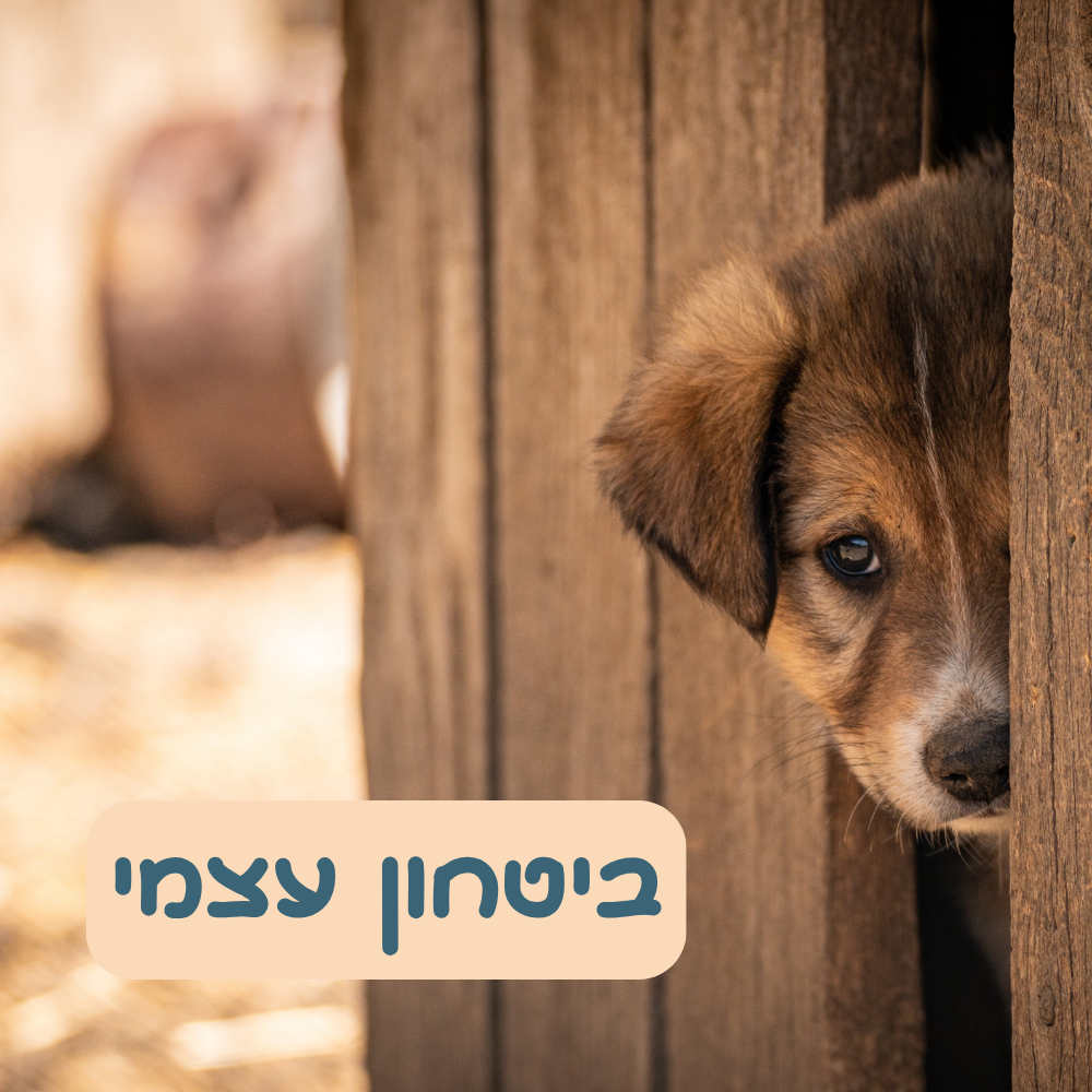 ביטחון עצמי